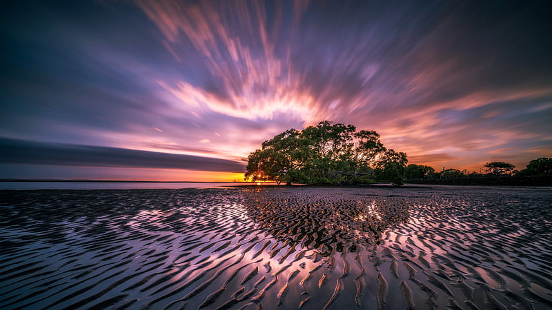 Nudgee Beach coast, sunrise, tree, sea, Queensland, Australia, HD wallpaper