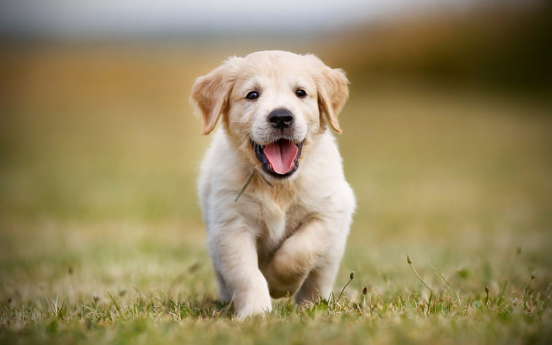 Golden Retriever, puppy, labradors, running dog, dogs, pets, cute dogs, small labrador, Golden Retriever Dogs, HD wallpaper