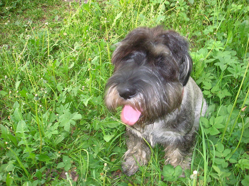 Young and green, schnauzer, green, grass, dog, HD wallpaper
