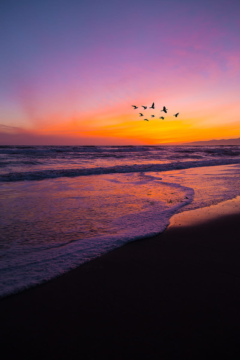 birds, flock, sunset, beach, HD phone wallpaper