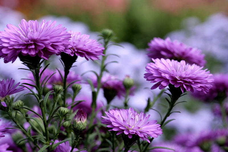 *** Purple asters ***, kwiaty, fioletowe, astry, nature, HD wallpaper