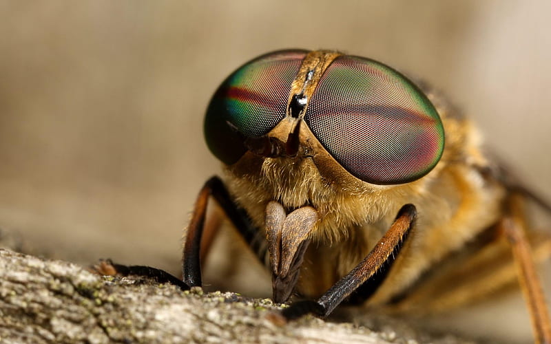 horse fly biting-Animal graphy, HD wallpaper