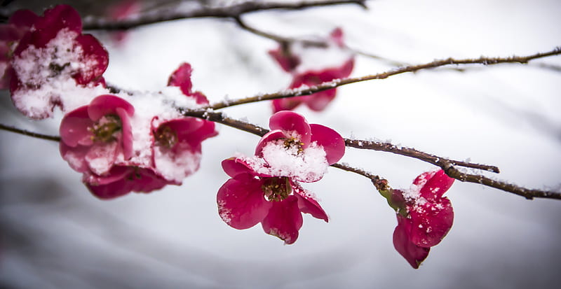SPRING SNOWFALL, peach blossoms, frosting, spring, seasons, graphy, snow, flowers, blooms, pink, HD wallpaper