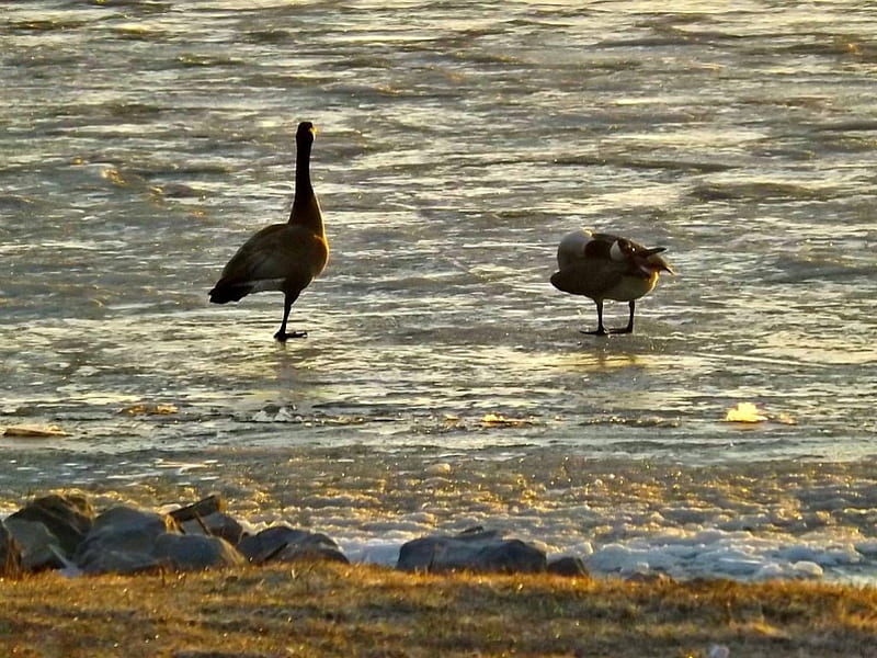 Canadian Geese, geese, water, sunrise, bay, HD wallpaper