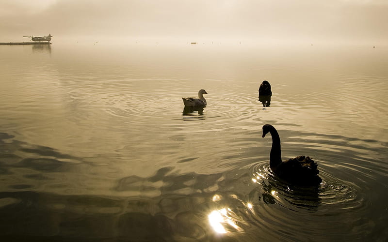 lake swan-Natural landscape, HD wallpaper