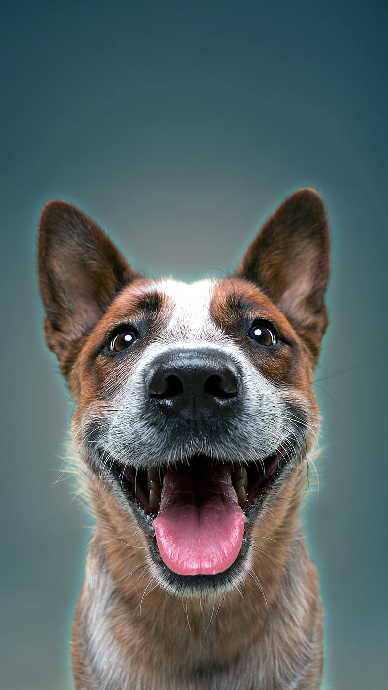 Dog face 3, chien, visage, HD phone wallpaper | Peakpx
