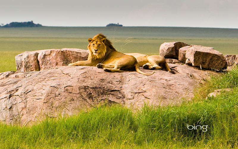 Tanzania Serengeti National Park Lions-Bing, HD wallpaper | Peakpx