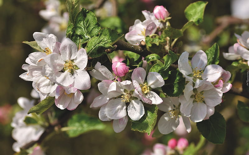 Apple Blossoms, blooms, apple, tree, macro, blossoms, spring, flowering, HD wallpaper