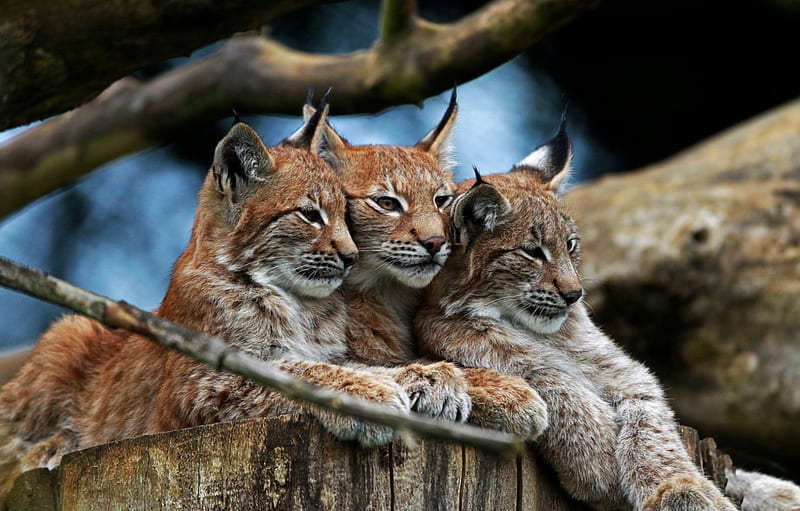 *** Lynx Family ***, rysiow, zwierzeta, rodzina, ladowe, HD wallpaper
