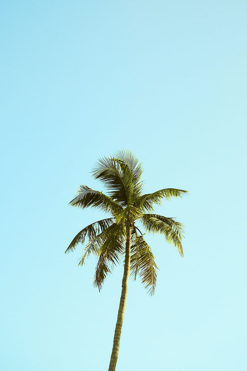 palm, tree, sky, minimalism, nature, HD phone wallpaper