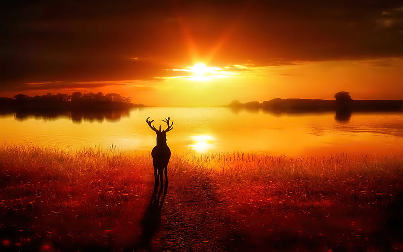 Reindeer Lost In Nature , reindeer, animals, nature, sunset, sunrise, HD wallpaper