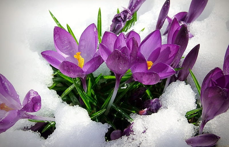 Crocus, purple, snow, flowers, beauty, nature, spring, freshness, HD wallpaper