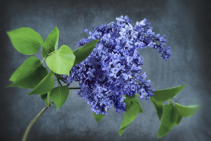 Blue mood, lilac, flower, spring, floral, HD wallpaper