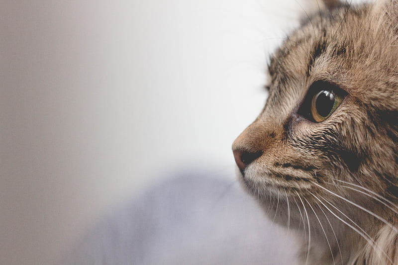 selective focus of brown tabby cat, HD wallpaper