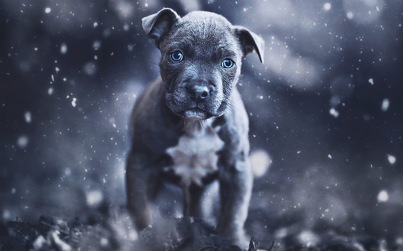 American Pit Bull Terrier, puppy, gray dog, puppy with blue eyes, cute animals, dogs, pets, American Pit Bull Terrier Dog, HD wallpaper