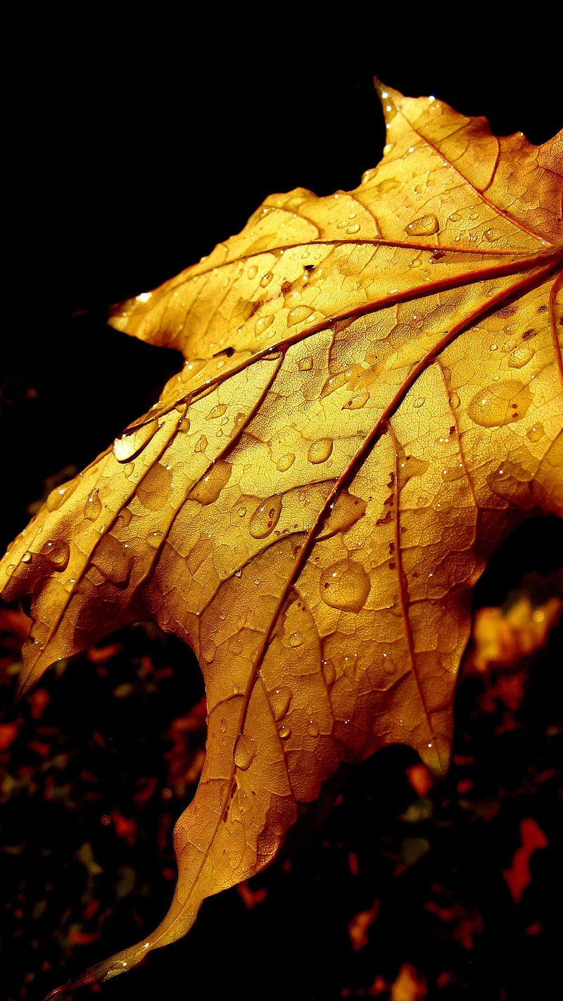 Leaf, autumn, beauty nature, drops, gold, rain, HD phone wallpaper