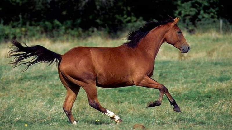 Wild Quarter Horse, brown horses, ponies, nature, quarter horse, animals, wild horses, meadow, HD wallpaper