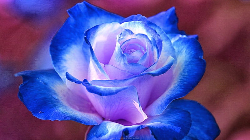 White Rose Trimmed In Blue, rose, white, shades, single, trimmed, blue, HD wallpaper