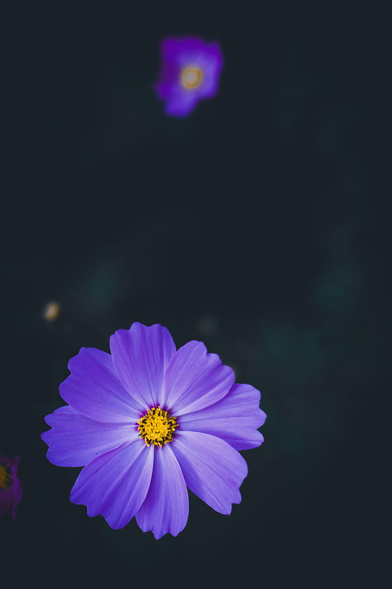 cosmea, lilac, flower, macro, blur, HD phone wallpaper