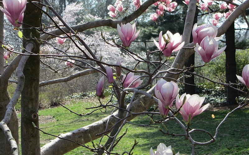 Magnolia, tree, flowering, pink, HD wallpaper