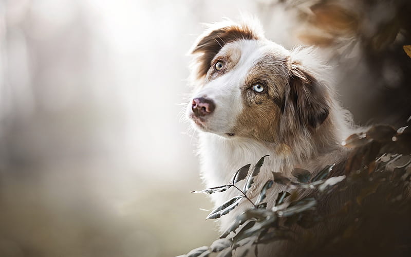 Australian Shepherd Dog, Aussie, white brown dog, gray eyes, pets, HD wallpaper