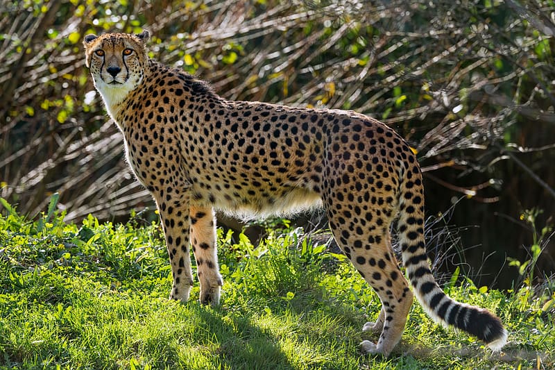 Cheetah, animal, nature, cat, HD wallpaper | Peakpx