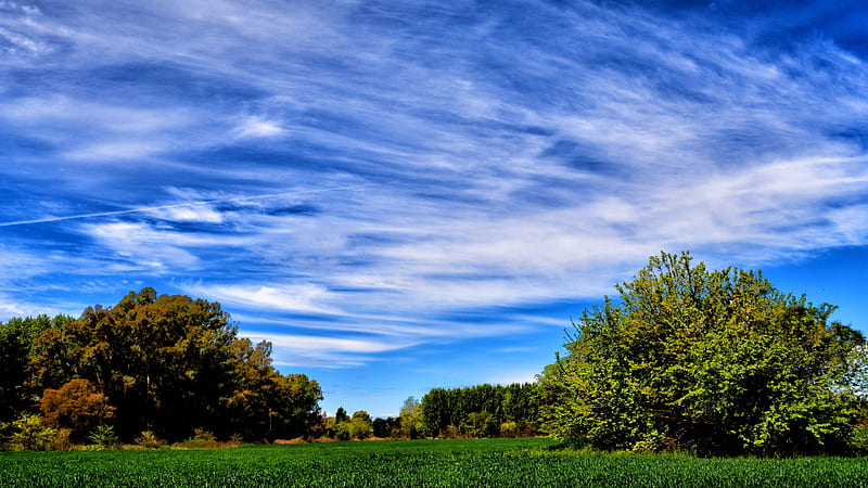 Green Grass Field Trees Blue Sky Summer Nature, HD wallpaper | Peakpx