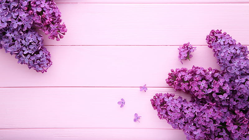Plantas de flores moradas en rosa morado, Fondo de pantalla HD | Peakpx