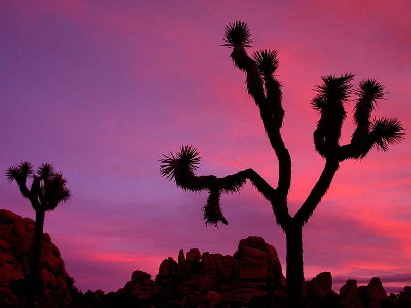Desert Sunset over Joshua Tree, joshua tree, purple, deserts, sunsets, nature, pink, HD wallpaper