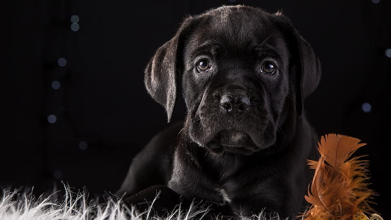 Cane Corso puppy, cute animals, dogs, HD wallpaper