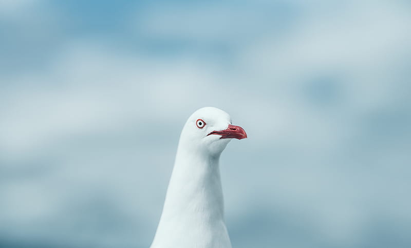 seagull, bird, white, glance, HD wallpaper