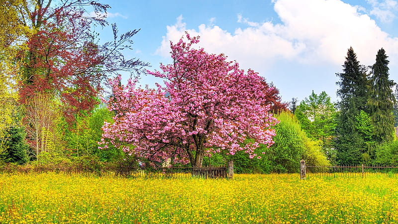 Cherry Tree-Landscape, HD wallpaper