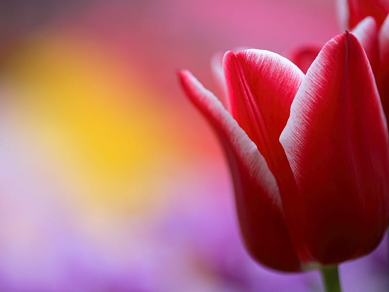 Elegant Red Tulip- Red Tulips For True Love, HD wallpaper