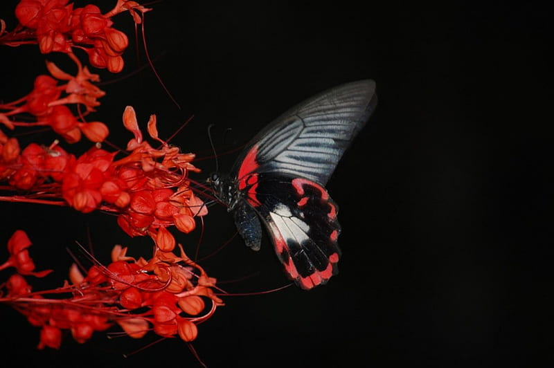Black and Red, bugs, nature, graphy, butterfly, HD wallpaper