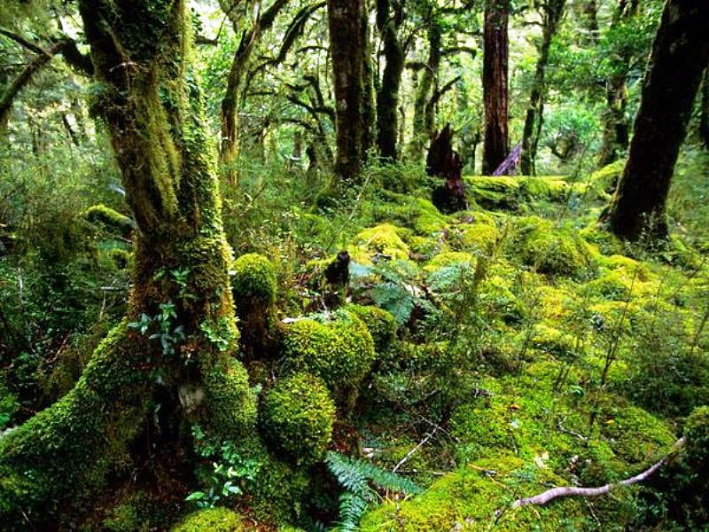 Green Forest, forest, tree, graphy, green, grass, bonito, park, fiordland, HD wallpaper