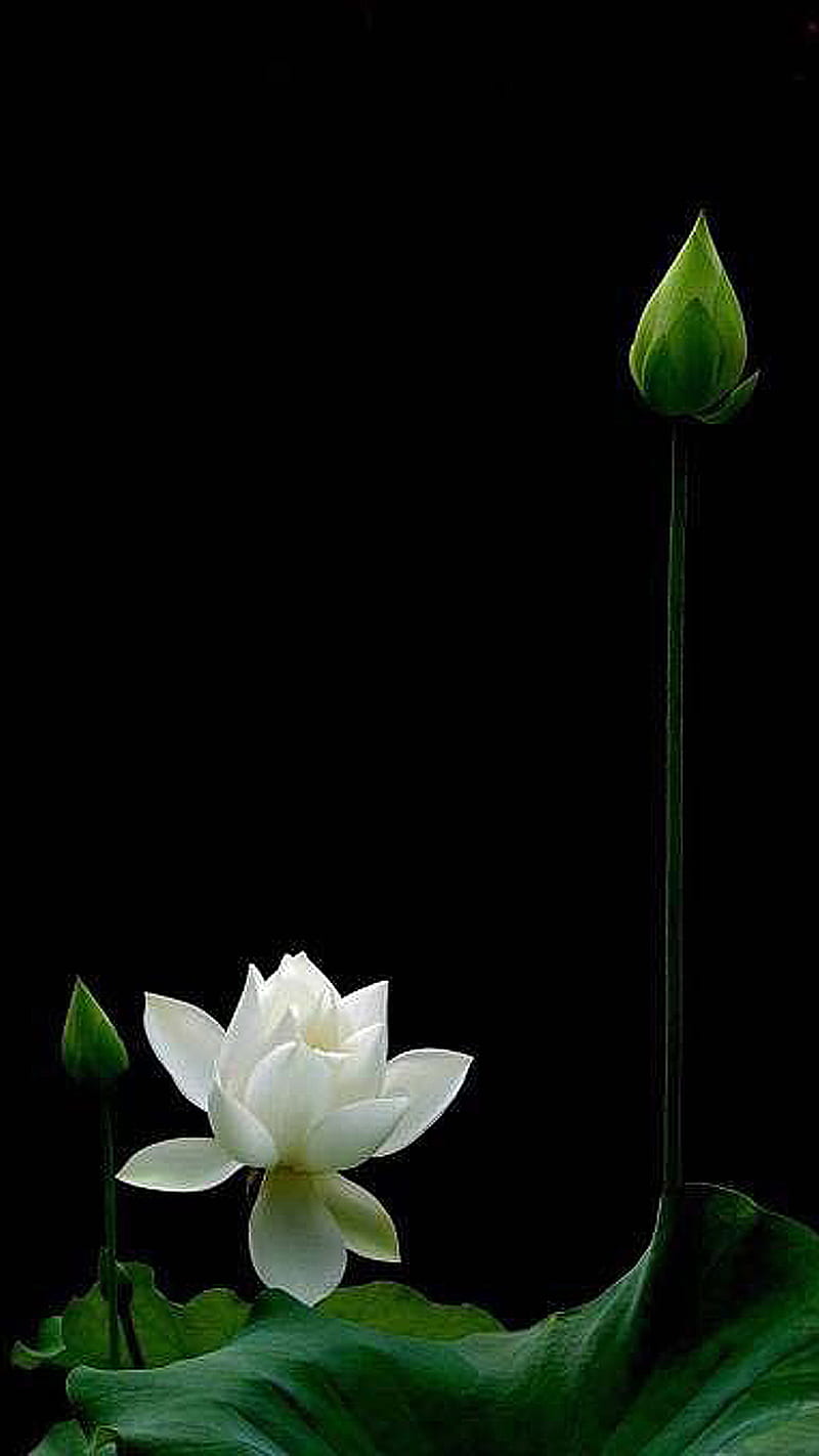 White lotus 3, black, bloom, flower, green, leaf, HD phone wallpaper