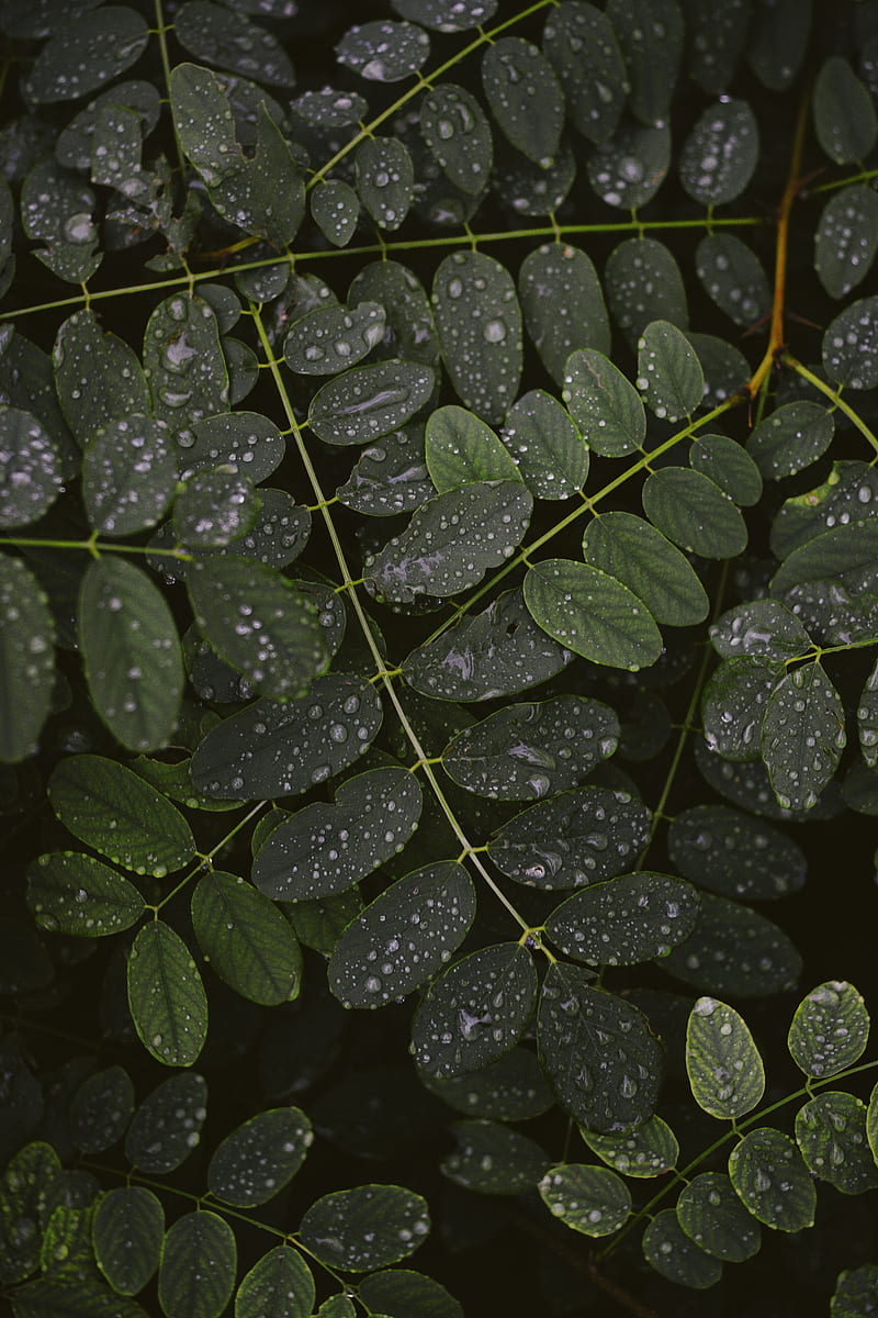 leaves, drops, macro, branches, plant, HD phone wallpaper