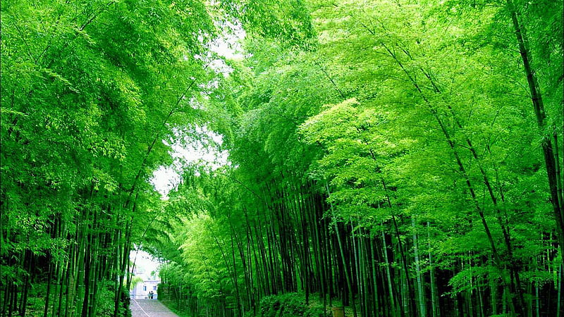 Road Between Bamboo Trees Forest Under White Sky Bamboo, HD wallpaper