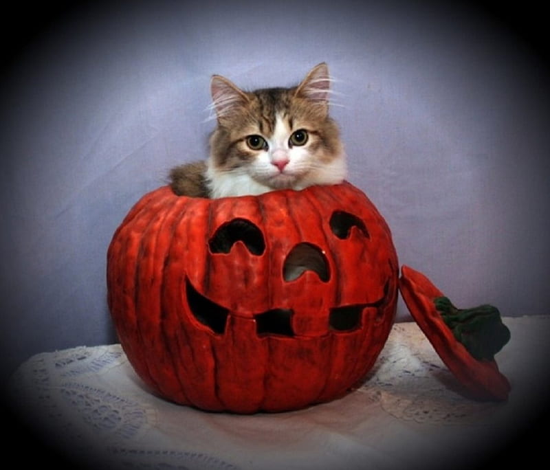 Halloween kitty, Halloween, cats, animals, kitty, HD wallpaper