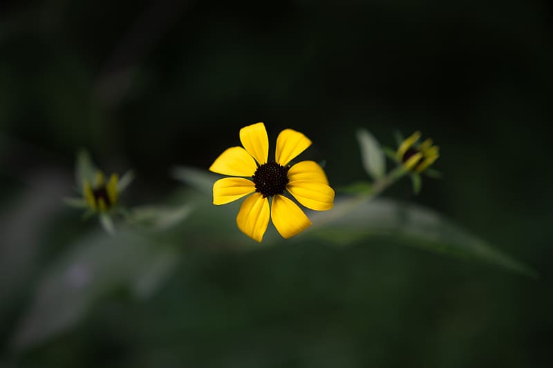 rudbeckia, flower, yellow, petals, macro, blur, HD wallpaper