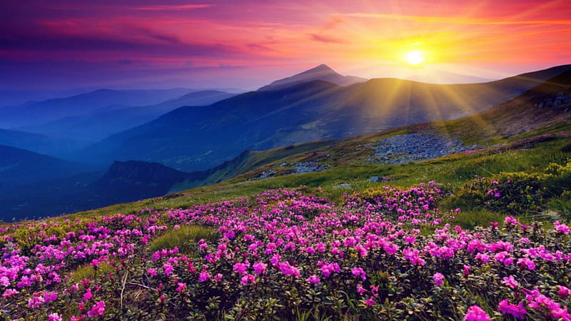 Amazing nature, mountain, flower, nature, sunshine, field, HD wallpaper |  Peakpx