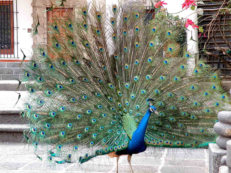 Blue Peacock Male, peacock, male, bird, blue, HD wallpaper