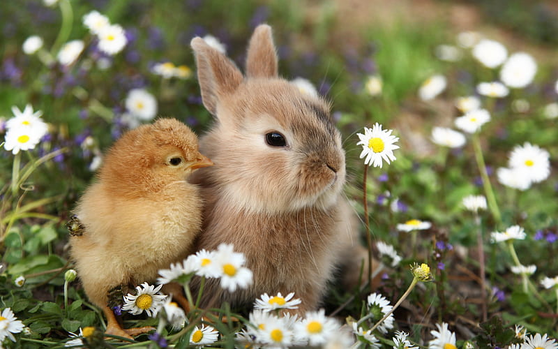 cute animals, rabbit, little chick, friendship concepts, green grass, HD wallpaper