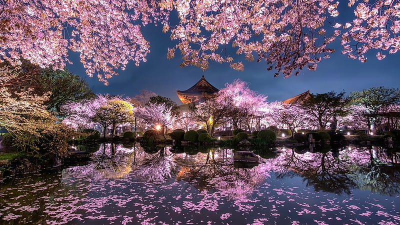 Sakura Shrine, shrine, scenery, cherry blossom, night, lake, sakura, japanese, spring, japan, tokyo, nature, pink, HD wallpaper