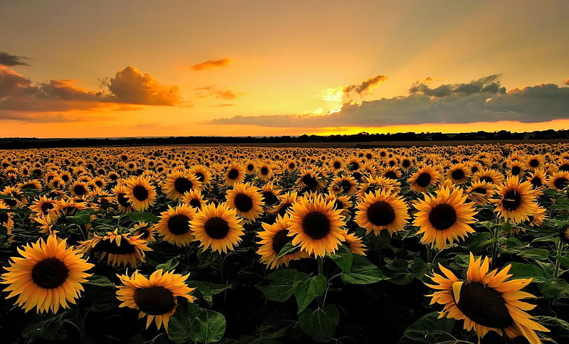 Lovely Sunflower Field, flowers, nature, sunflowers, sunflower fields, HD wallpaper