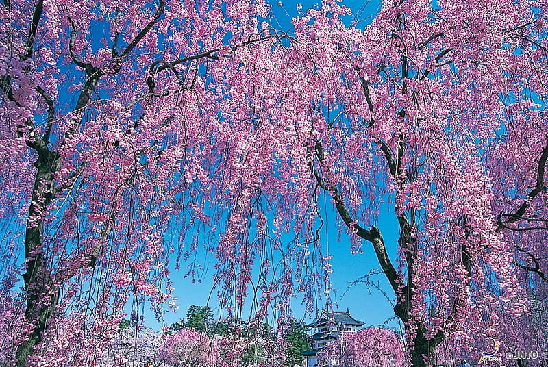 Hirosaki Castle, sakura, hirosaki, japan, japanese, spring, castle, pink, cherry blossom, HD wallpaper