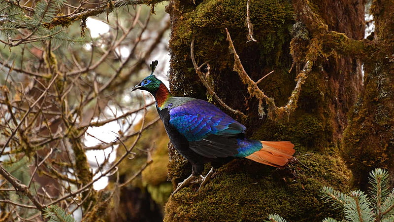 Pheasant, colorful, pasari, himalayan monal, bird, HD wallpaper