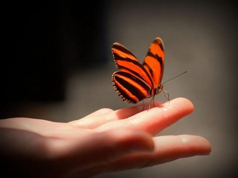The visit, orange and black, landing, butterfly, hand, fingers, HD wallpaper