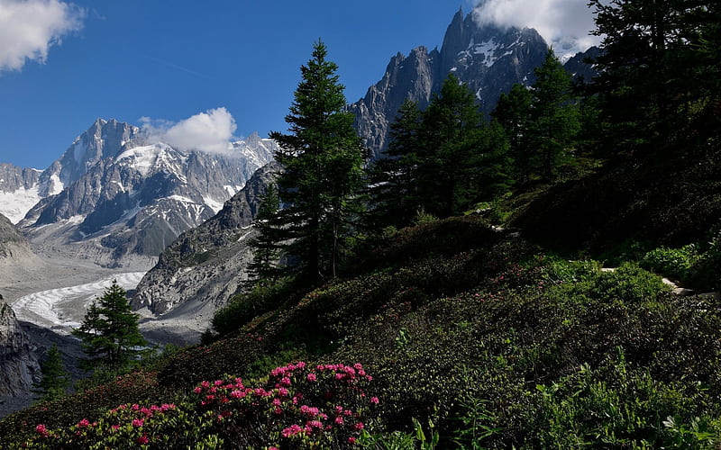 mountain landscape, forest, glacier, mountain flowers, green grass, snow, HD wallpaper