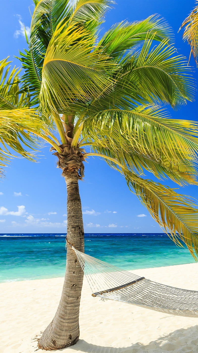 Tropical, Paradise, Sea, Beach, Palm Trees, Hammock, Summer IPhone 8 7 6 6S Plus , Background, HD phone wallpaper